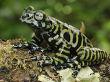 Tiger's Treefrog (Hyloscirtus Tigrinus)  Pasto  Depart  Narino  Colombia