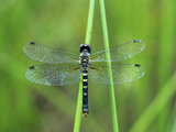 Female Elfin Skimmer Dragonfly (Nannothemis Bella)  Ohio  USA