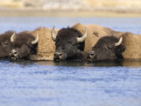 American Bison (Bison Bison) Crossing a River  Yellowstone National Park  USA