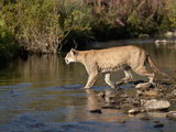 Female Lion (Panthera Leo) Crossing Stream in the Masai Mara Game Reserve  Kenya