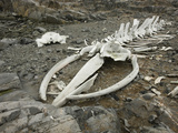 Whale Bones on the Shore  Antarctica