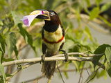 Chestnut-Eared Aracari (Pteroglossus Castanotis) Plucking and Eating Morning Glory Flower  Pantanal