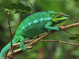 Male Panther Chameleon (Furcifer Pardalis) Lokobe Nature Special Reserve  Northern Madagascar