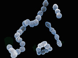 Chain of Streptococcus Bacteria