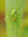 A Mating Pair of Green Huntsman Spiders (Micrommata Virescens)