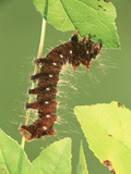 Oslar's Eacles Moth Larva or Caterpillar (Eacles Oslari) Eating a Leaf  Family Saturniidae  Arizona