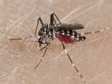 A Tiger Mosquito Feeding on Human Blood (Aedes Albopictus)