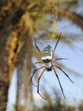 The Giant Spider (Nephila Sumptuosa) in Web  Socotra  Yemen