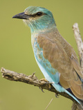 Eurasian Roller (Coracias Garrulus)  Masai Mara  Kenya