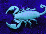 Scorpion (Euscorpius Italicus) under Uv Light  Italy