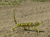Flap-Necked Chameleon Walking (Chamaeleo Dilepis)  Southern Africa