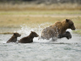 Brown Bear Adult and Young (Ursus Arctos) in Katmai Np Fishing for Salmon in Fall