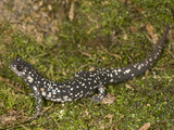 Atlantic Coast Slimy Salamander  Plethodon Chlorobryonis  Eastern North America