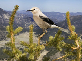 Clark's Nutcracker (Nucifraga Columbiana)