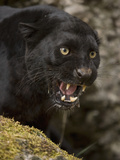 Leopard or Black Panther (Panthera Pardus)