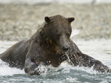 Brown Bear (Ursus Arctos) in Katmai Np Running in a Stream Fishing for Pink Salmon