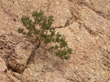Juniper Growing from a Crack in a Dolomite Rock  Mojave Desert  California  USA