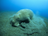 Dugong (Dugong Dugon) Feeding on Sea Grass