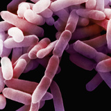 Enterobacter Is Highly Motile Bacteria and Although it Is Part of the Normal Flora