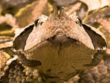 Gaboon Viper (Bitis Gabonica)  Africa