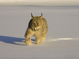 Eurasian Lynx (Lynx Lynx) Walking in the Snow