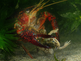 Red Swamp Crayfish (Procambarus Clarckii) Can Prey on Even Adult Amphibians
