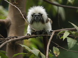 Cottontop or Pinche Tamarin (Saguinus Oedipus)  Northern Colombia