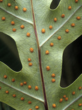 Sori on a Frond of a Goldfoot Fern  Phlebodium Aureum 
