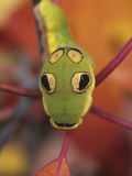 Spicebush Swallowtail Butterfly  Papilio Troilus  Larva or Caterpillar