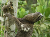 Brown-Throated Three-Toed Sloth (Bradypus Variegatus)  Amacayacu National Park  Colombia