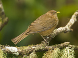 Clay-Colored Thrush (Turdus Grayi) Perched on Tree Limb  Costa Rica