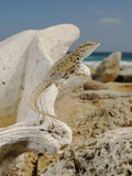 Abdel Kuri Rock Gecko (Pristurus Abdelkuri) Basking on Marine Fossils