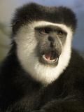 Black and White Colobus Monkey (Colobus Guereza) Eating with its Mouth Open  Masai Mara  Kenya