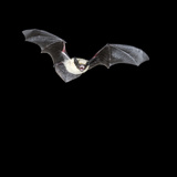 California Myotis Bat (Myotis Californicus) Flying at Night  Southwestern USA
