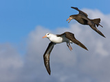 Giant Southern Petrel (Macronectes Giganteus) Harrassing a Black-Browed Albatross