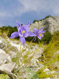 Columbine (Aquilegia Bertoloni)  Endemic to the Apuane Alps Area of the Apennines  Italy