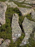 Weathering of Granite Enhanced by Plants Growing in Fissures  Acadia National Park  Maine  USA