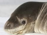 Leopard Seal Head (Hydrurga Leptonyx)