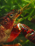 Red Swamp Crayfish Head (Procambarus Clarckii)