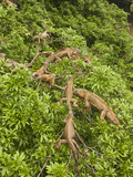 Iguanas (Iguana Iguana) Climbing in Tree  Costa Rica