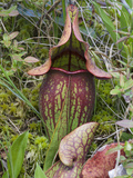 Pitcher Plant (Sarracenia Purpurea)