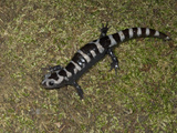 Marbled Salamander  Ambystoma Opacum  Eastern North America