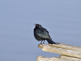 Male Brewer's Blackbird (Euphagus Cyanocephalus) Courtship Behavior  Oregon  USA