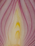 Longitudinal Section of a Red Onion Bulb (Allium Cepa)