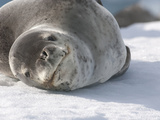 Leopard Seal Resting on Ice (Hydrurga Leptonyx)