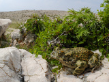 European Green Toad (Bufo Viridis)  Croatian Islands