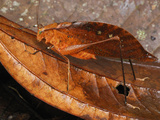 Leaf Katydid Camouflaged on Dead  Brown Leaf (Pseudophyllinae  Tettigoniidae)