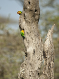Fischer's Lovebird (Agapornis Fischeri)  Seregenti National Park  Tanzania