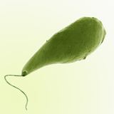 Euglena Protozoa  SEM X180