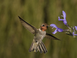 Anna's Hummingbird Male (Calypte Anna) Feeding at a Sage Flower (Salviguaranitica)